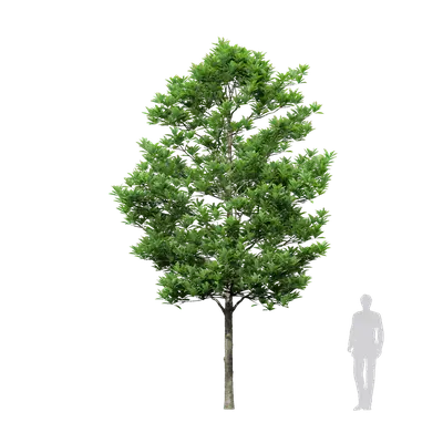 Elaeocarpus apiculatus 03