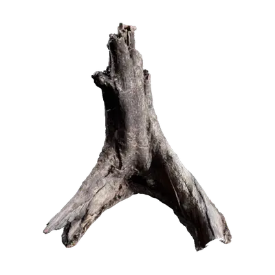 Dead Tree Stumps 03