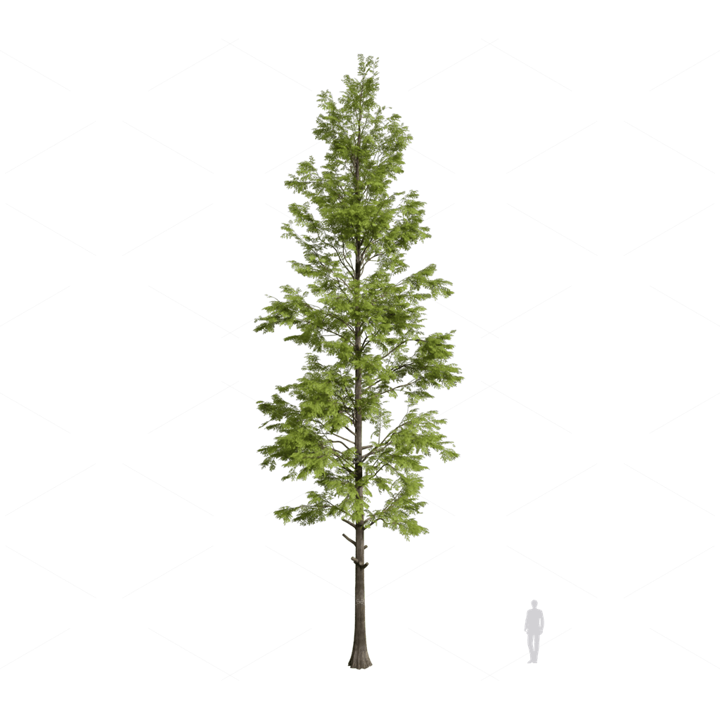 Trees 3D Models
