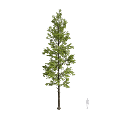 Coniferous Tree Metasequoia glyptostroboides 06