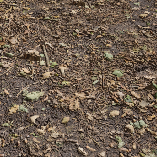 Muddy Ground Dry Deciduous Woodland2