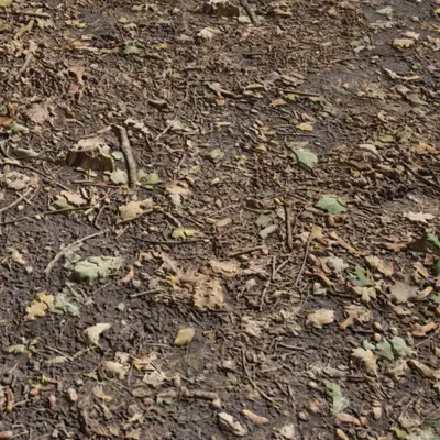 Dry Deciduous Woodland2