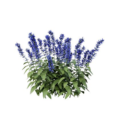 Grass Salvia guaranitica 03