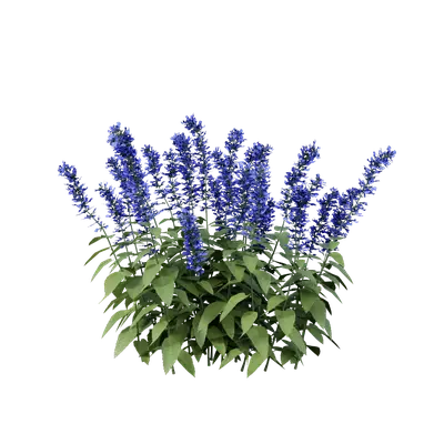 Salvia guaranitica 03 3d model