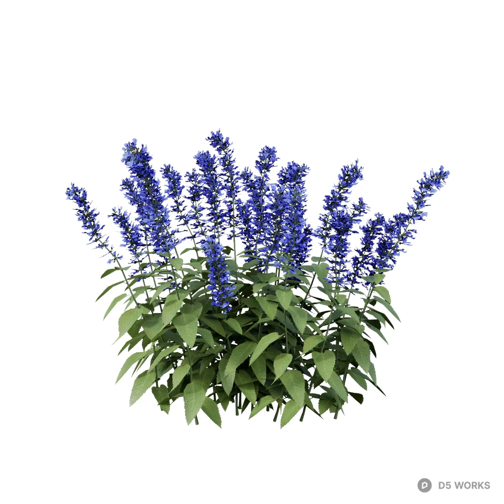 Salvia guaranitica 03 3d model - Image 1