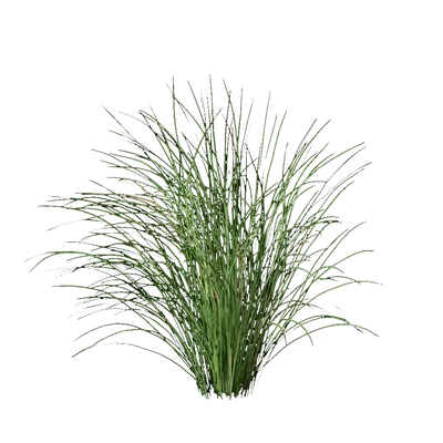 Miscanthus sinensis 08