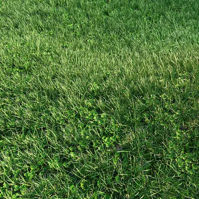 Lawn
