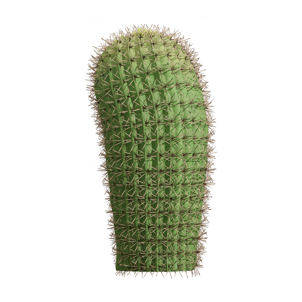 Xerophyte Plants 3D Models