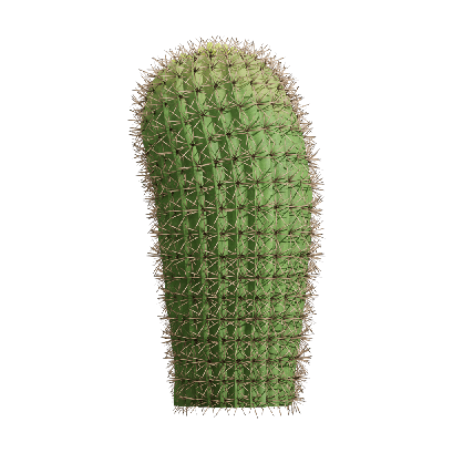 Xerophytes Echinopsis tubiflora 02