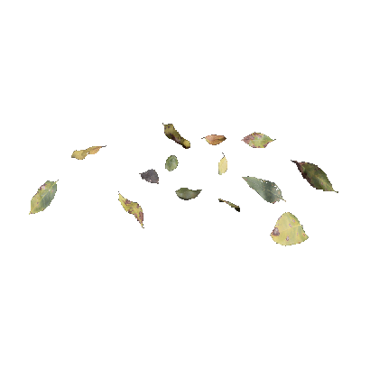 Other Plants Foliage 02 