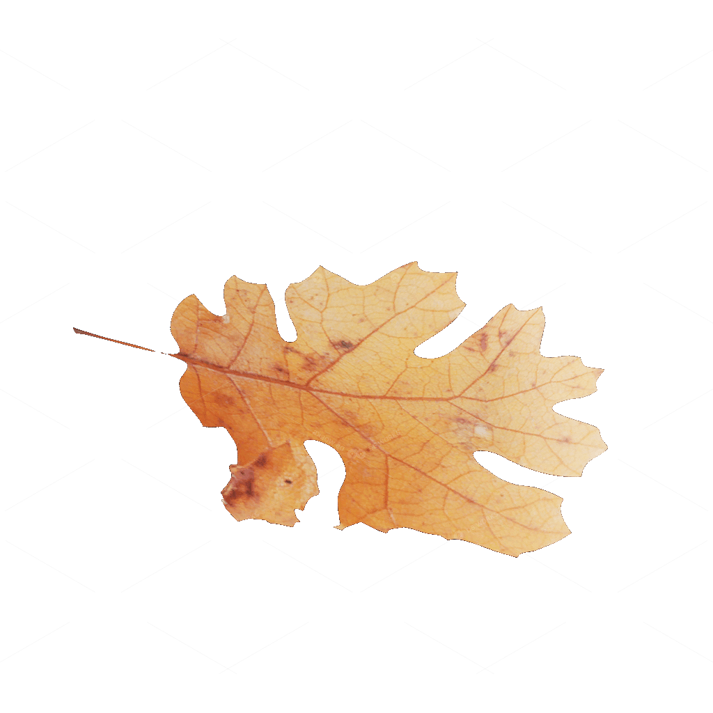 Other Botanicals 3D Models