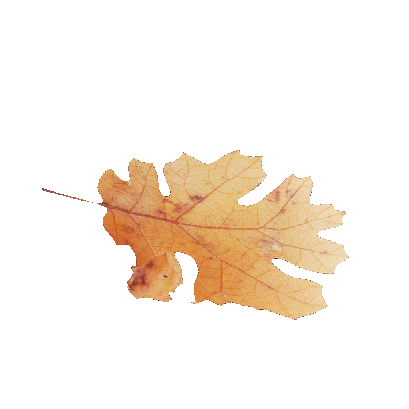 Other Plants Maple Leaf 22 
