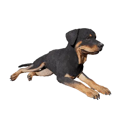 Dog 03 Lying 3d model