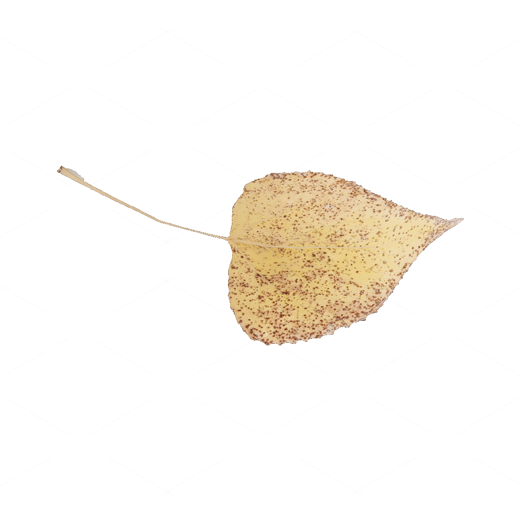 Other Botanicals 3D Models