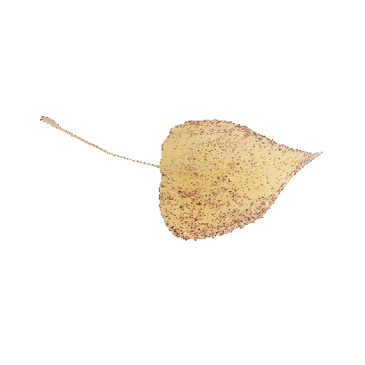 Other Plants leaf 52 