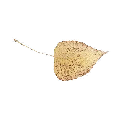 leaf 52 3d model