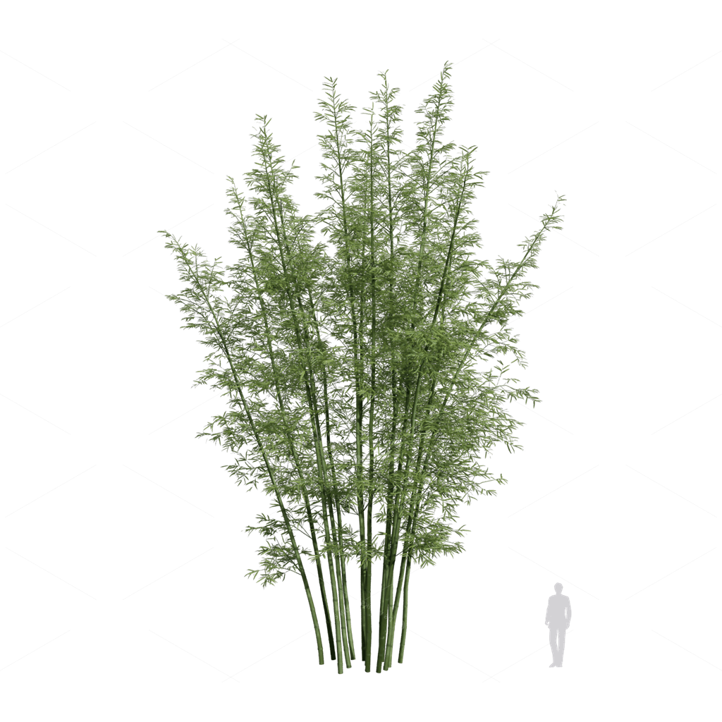 Other Botanicals 3D Models