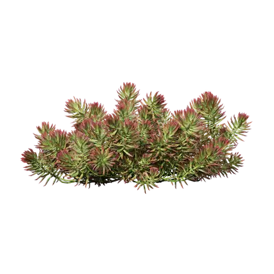 Sedum reflexum 01