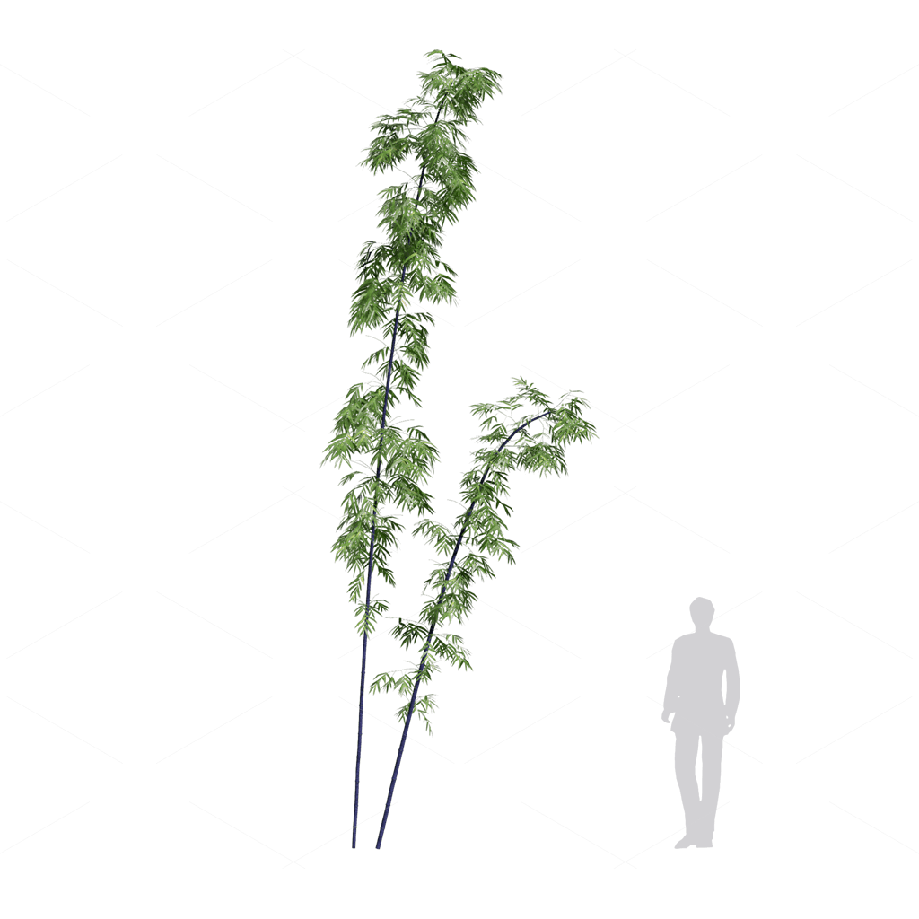 Other Botanicals 3D Models