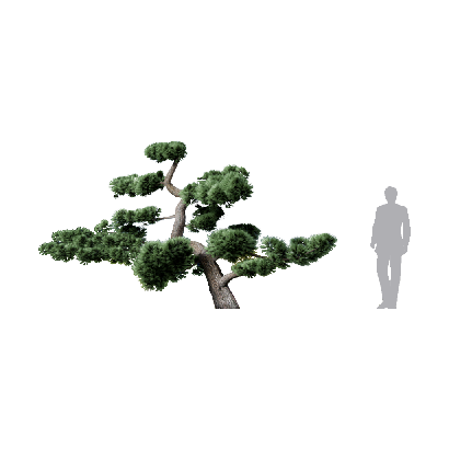 Coniferous Tree Podocarpus macrophyllus 02