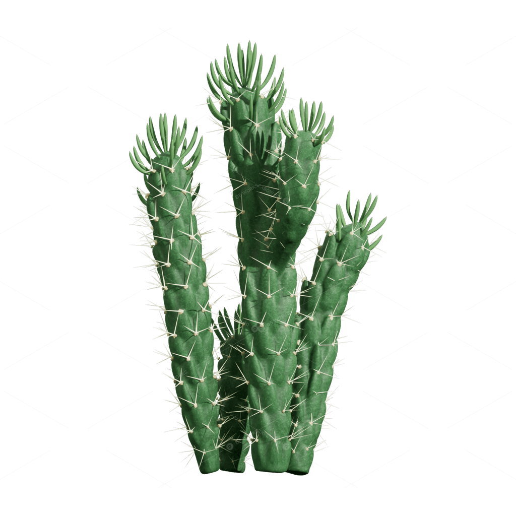Xerophyte Plants 3D Models