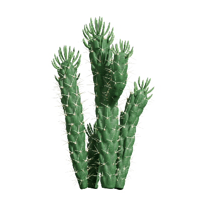 Xerophytes Austrocylindropuntia subulata 03