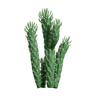 Austrocylindropuntia subulata 03