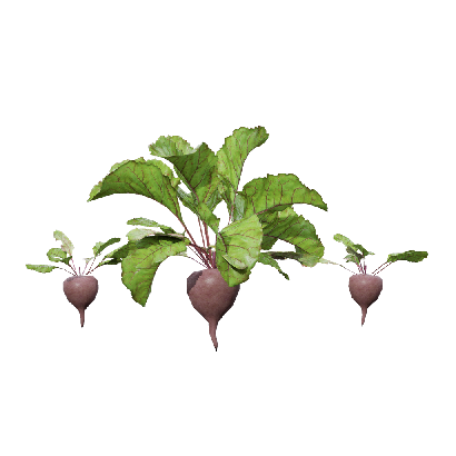 Crops Beets 08