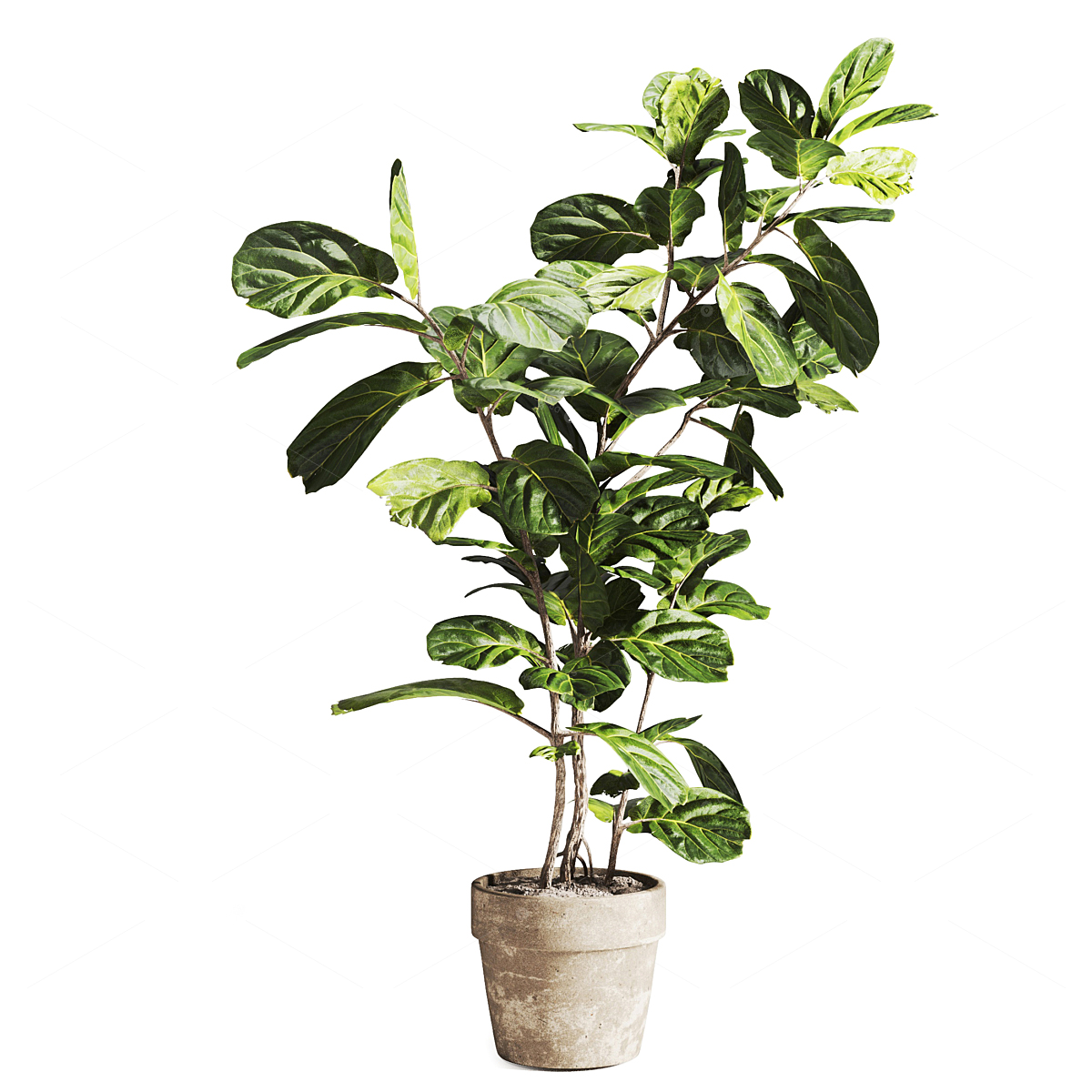 Greenery 3D Models 3