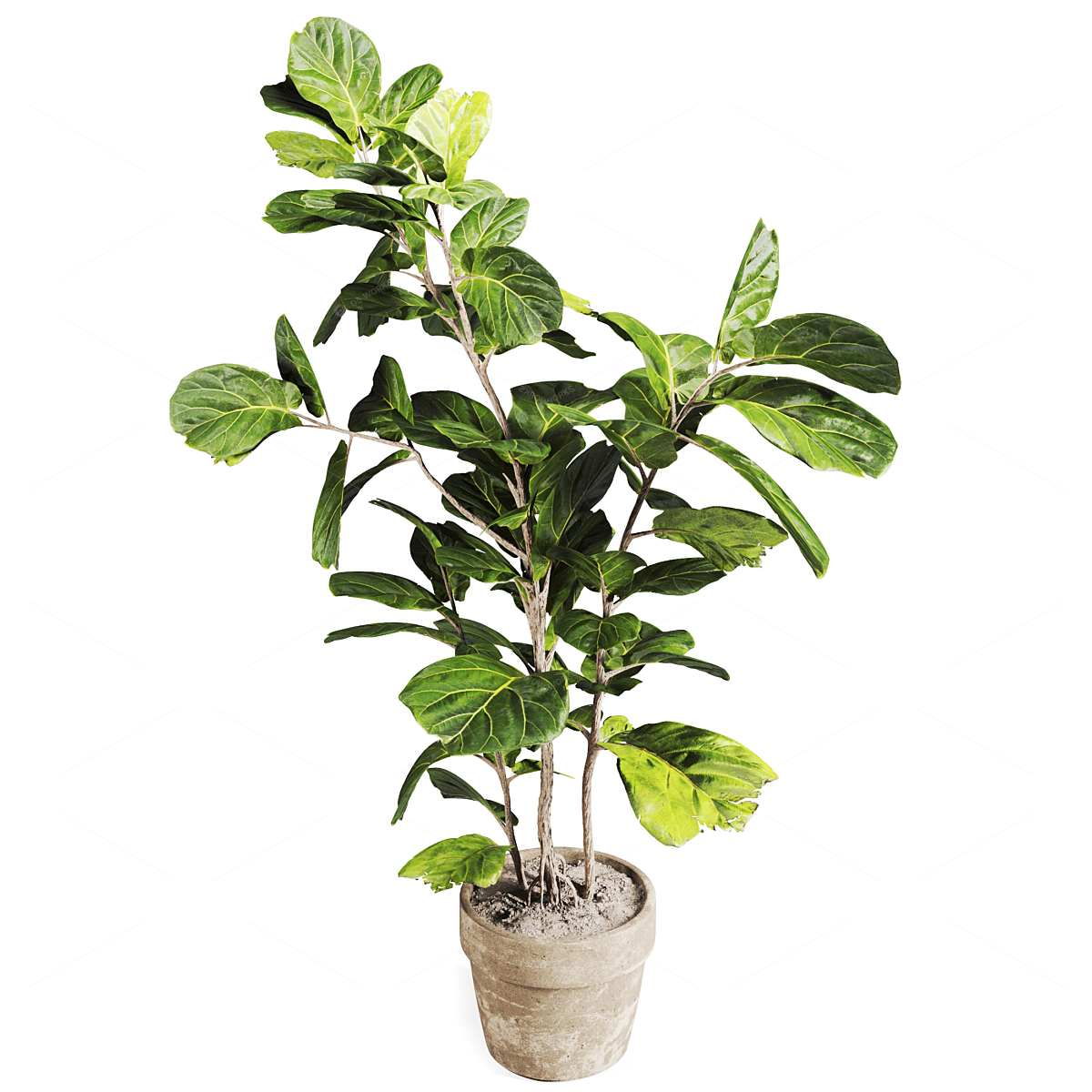 Greenery 3D Models 2