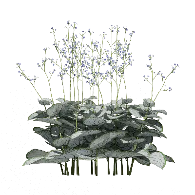 Brunnera macrophylla 06