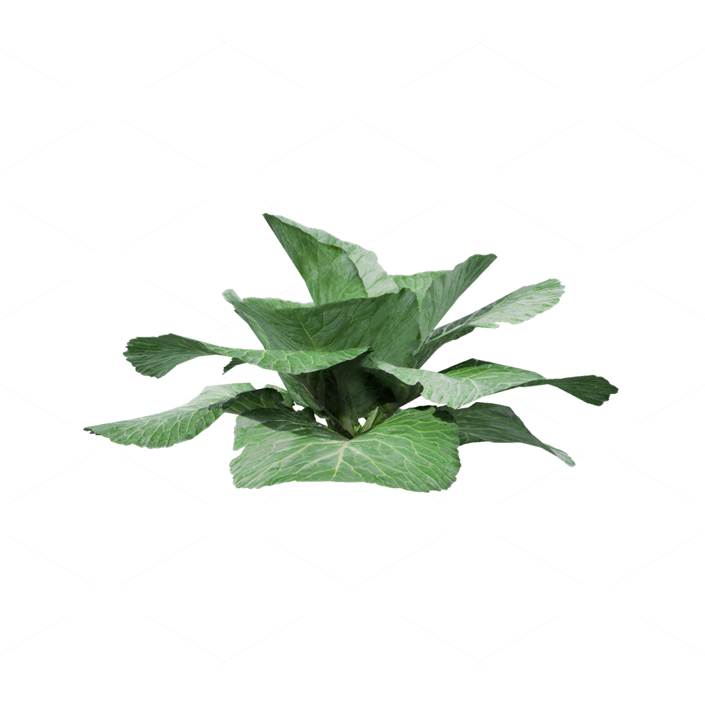 Crops 3D Models