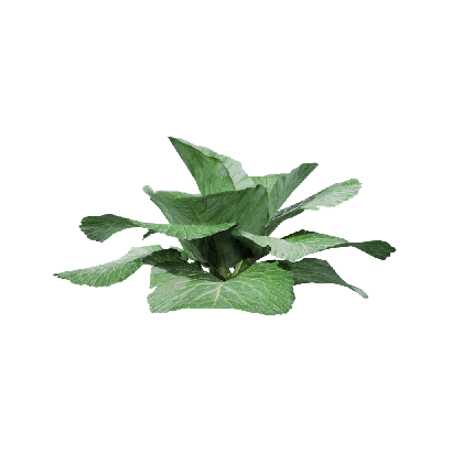 Crops Brassica oleracea 03