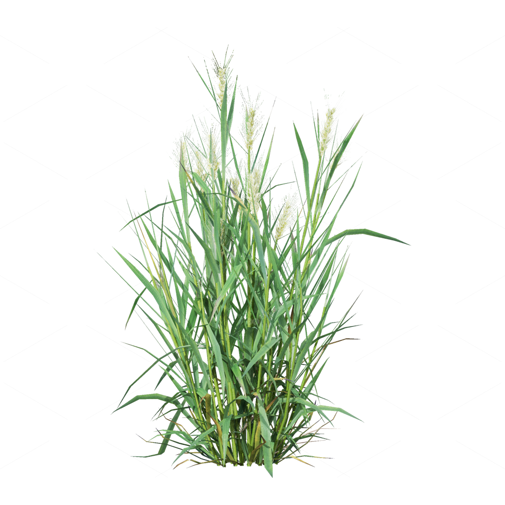 Crops 3D Models