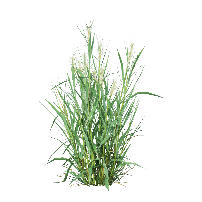 Crops Triticum 03