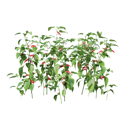 Crops Capsicum annuum 09