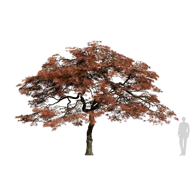 Acer palmatum var 05 3d model