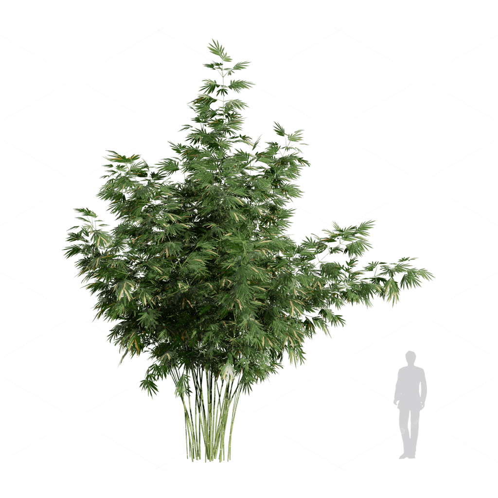 Other Botanicals 3D Models