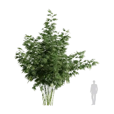 Bambusa boniopsis 03