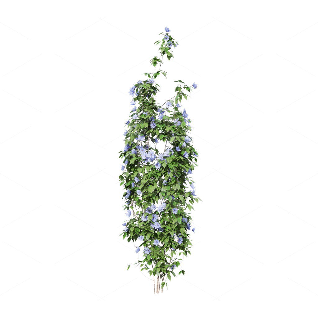 Climbing Plants 3D Models