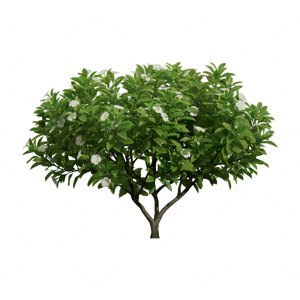 Shrubs 3D Models