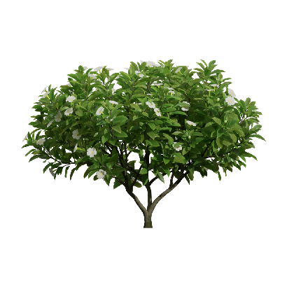 Shrub Fagraea ceilanica 09