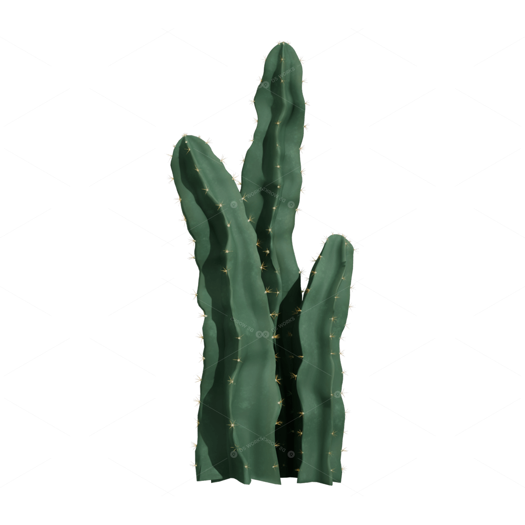 Xerophyte Plants 3D Models