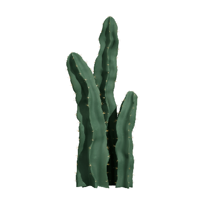 Xerophytes Cereus peruvianus 02
