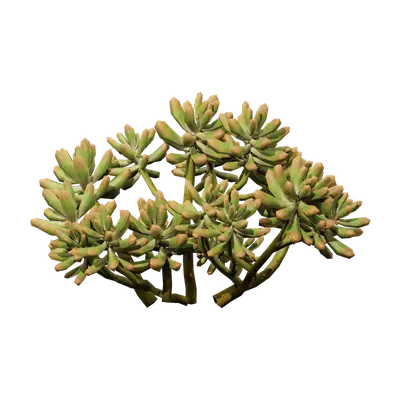 Sedum pachyphyllum 02