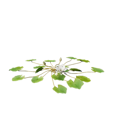 Nymphaea PurpleWhite 04