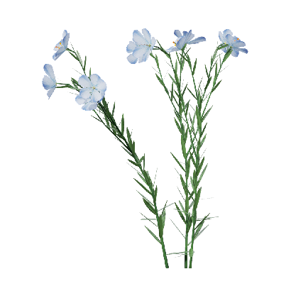 Crops Flax 03