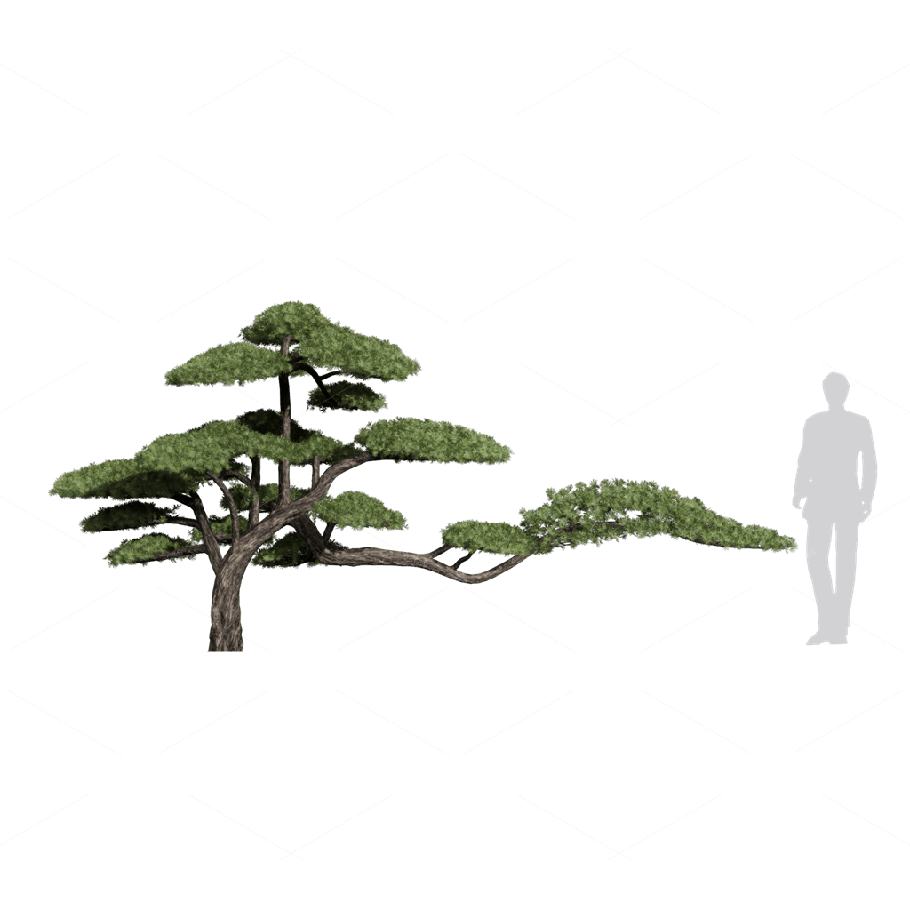 Trees 3D Models