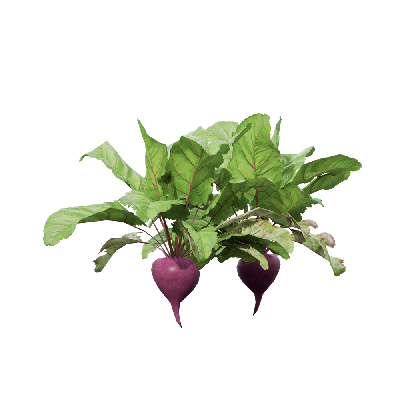 Crops Beets 05