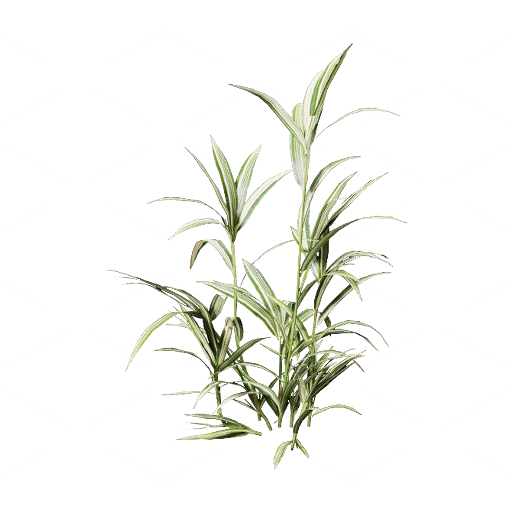 Shrubs 3D Models